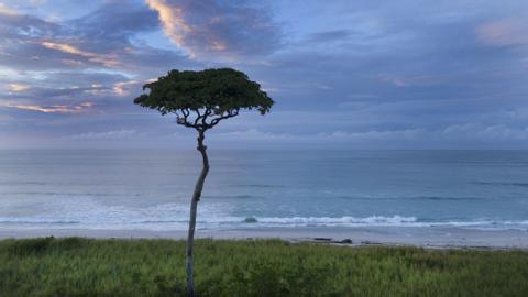 Playa Barrigona Costa Rica